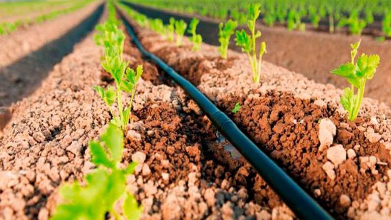 Técnicas de Irrigação: Qual a Melhor para o Seu Cultivo?